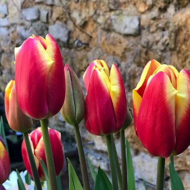 Armani Tulip (Tulipa Armani) Img 5